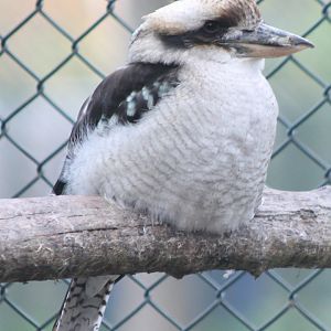 Kookaburra
