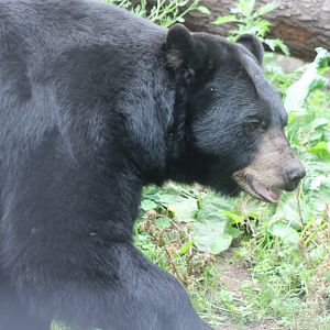 American black bear