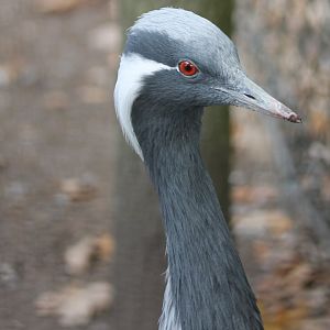 Demoiselle crane