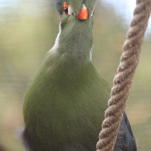 White-cheeked touraco