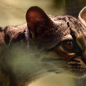 Yucatan margay