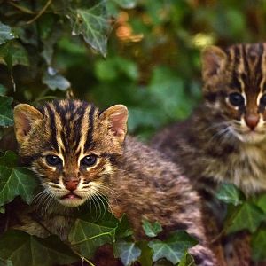 Fishing cat kittens