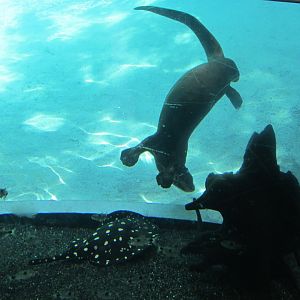 giant otter and xingu river ray