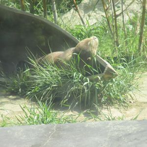 giant otter