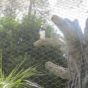 Harpy eagle Los Angeles zoo 2017