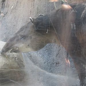 Baird´s tapir Los Angeles zoo 2017