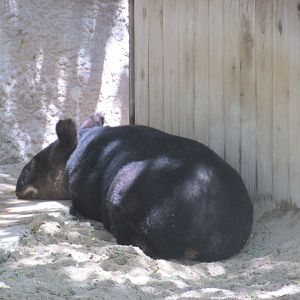 mountain tapir los Angeles zoo 2017