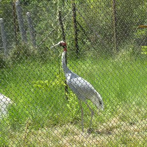Indian Sarus crane Los Angeles zoo 2017