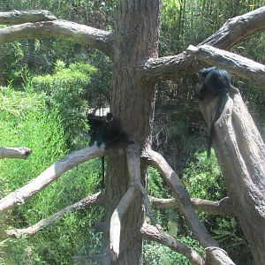 Francois langurs los Angeles zoo 2017