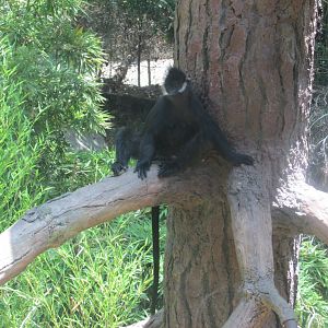 francois langur Los Angeles zoo 2017