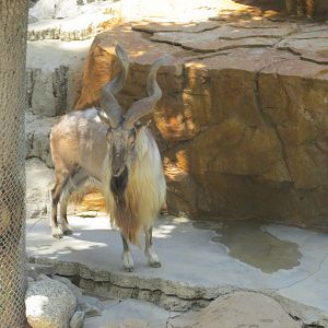Tadjik markhor Los Angeles zoo 2017