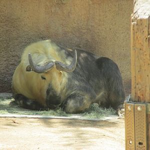 Sichuan takin Los Angeles zoo 2017