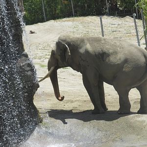 Billy male asian elephant
