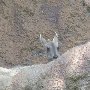 Chinese goral Los Angeles zoo 2017