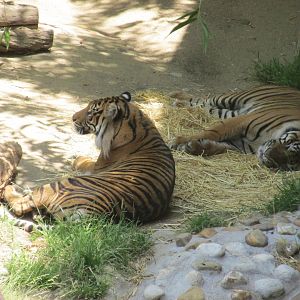 Sumatran tigers Los Angeles zoo 2017