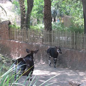 Okapis Los Angeles zoo 2017