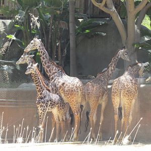 Masai giraffes Los Angeles zoo 2017