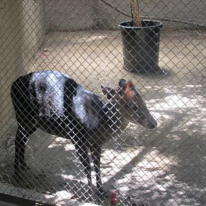 Black duiker Los Angeles zoo 2017