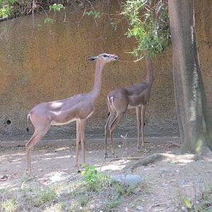 Gerenuk Los Angeles zoo 2017