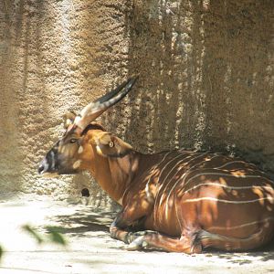 Mountain bongo Los Angeles zoo 2017