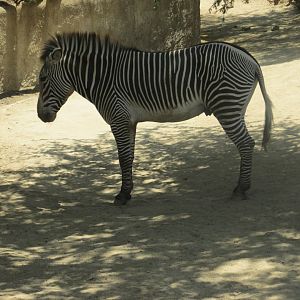 grevy´s zebra Los Angeles zoo 2017