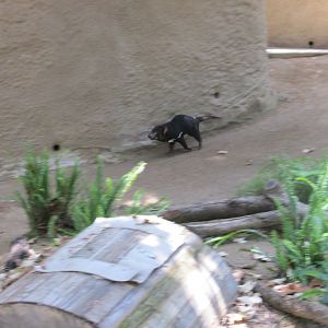 Tasmanian devil Los Angeles zoo 2017