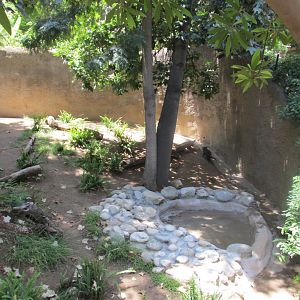 Tasmanian devil exhibit Los Angeles zoo 2017