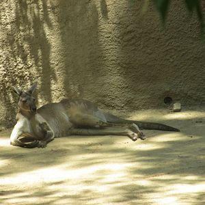western gray kangaroo Los Angeles zoo 2017