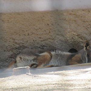 yellow footed rock wallaby Los Angeles zoo 2017