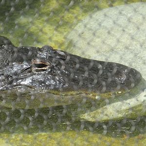 Reggie American Alligator Los Angeles zoo 2017