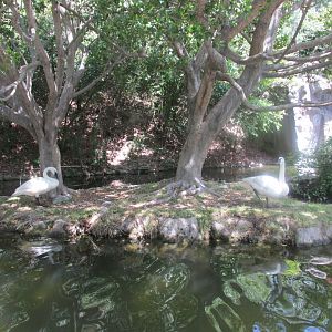 Trumpeter swans Los Angeles zoo 2017