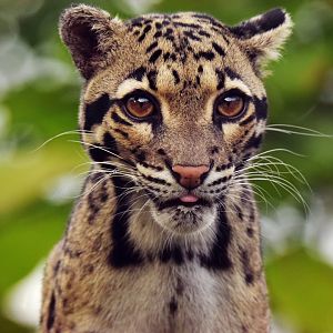 Clouded leopard