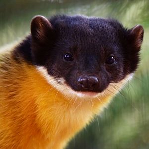 Yellow-throated marten