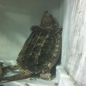 Alligator snapping turtle (Macrochelys temminckii) at the Reptile Village Conservation Zoo