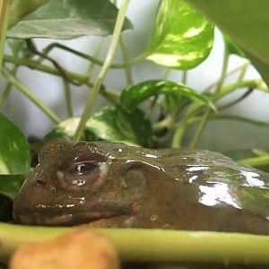 African bullfrog (Pyxicephalus adspersus) at the Reptile Village Conservation Zoo