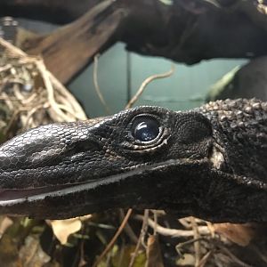 Roughneck monitor (Varanus rudicollis) at the Reptile Village Conservation Zoo