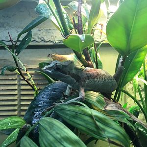 Casquehead iguana (Laemanctus serratus) at the Reptile Village Conservation Zoo