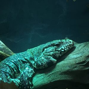Black-and-white tegu (Salvator merianae) at the Reptile Village Conservation Zoo