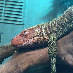 Caiman lizard (Dracaena guianensis) at the Reptile Village Conservation Zoo