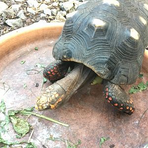 Red-footed tortoise (Chelonoidis carbonarius) at the Reptile Village Conservation Zoo