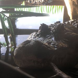 American alligator (Alligator mississipiensis) at the Reptile Village Conservation Zoo