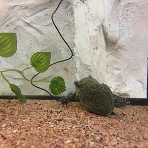 Axolotl (Ambystoma mexicanum) at the Reptile Village Conservation Zoo