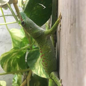 Madagascar day gecko (Phelsuma madagascariensis) at the Reptile Village Conservation Zoo