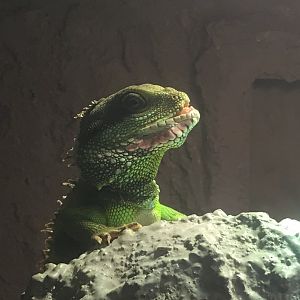 Chinese water dragon (Physignathus coccinus) at the Reptile Village Conservation Zoo