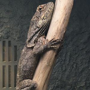 Frilled lizard (Chlamydosaurus kingii) at the Reptile Village Conservation Zoo