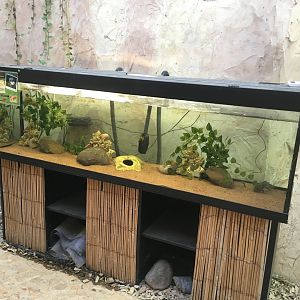 Axolotl tank