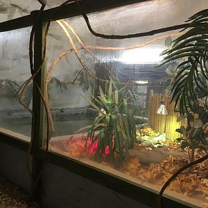 Saltwater crocodile exhibit