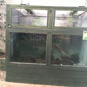 Alligator snapping turtle