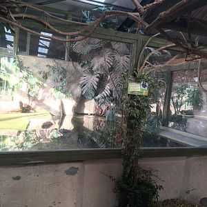 American alligator exhibit