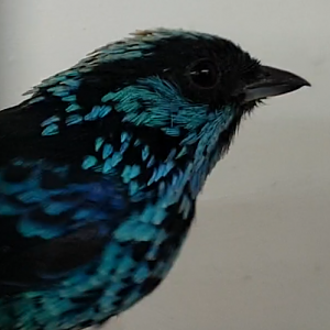 Beryl-spangled tanager - Tangara nigroviridis